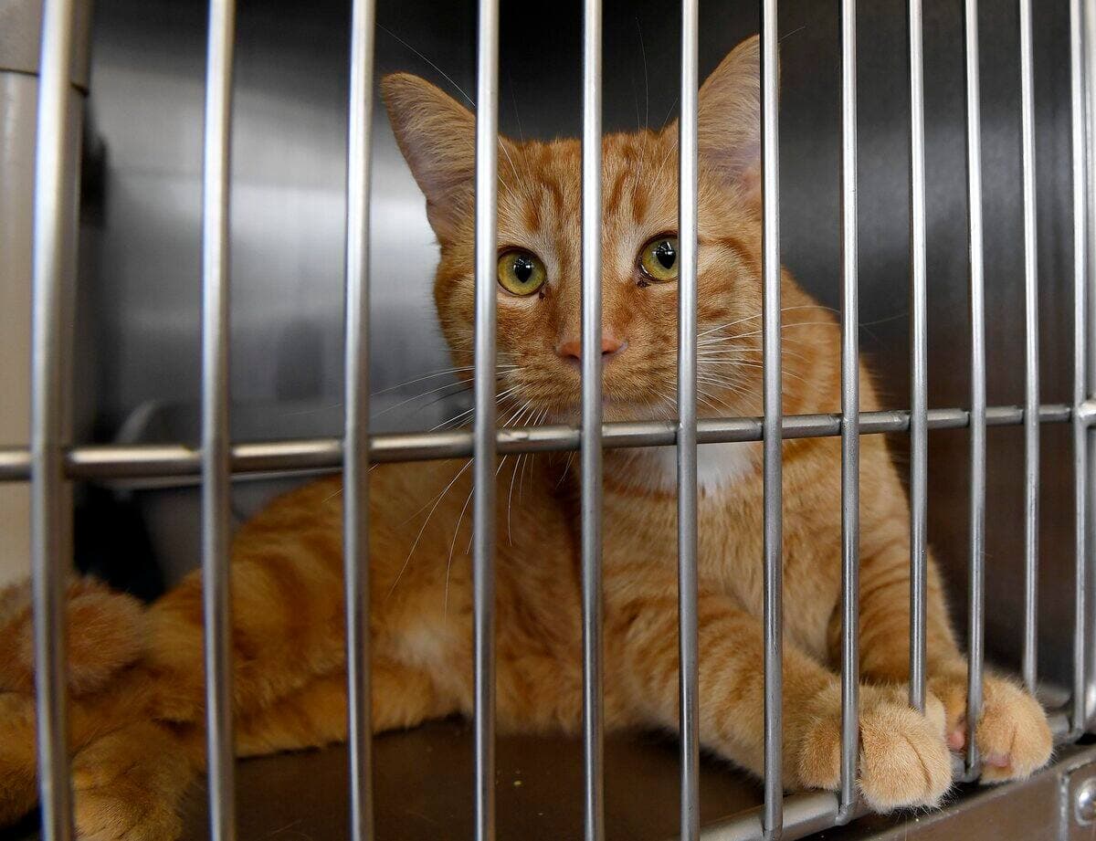 Photo d'archives Stevens LeBlanc