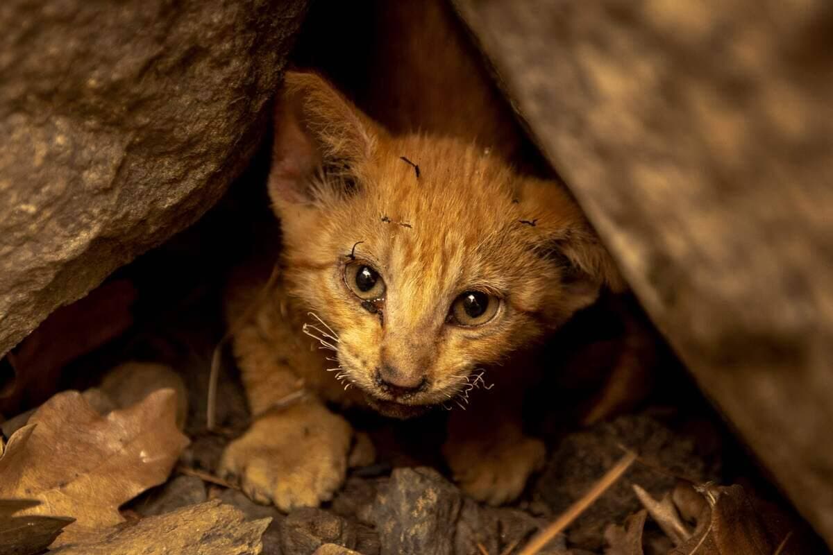 La photo d'un chat subissant l'imposant feu de forêt qui ravage actuellement la Californie.