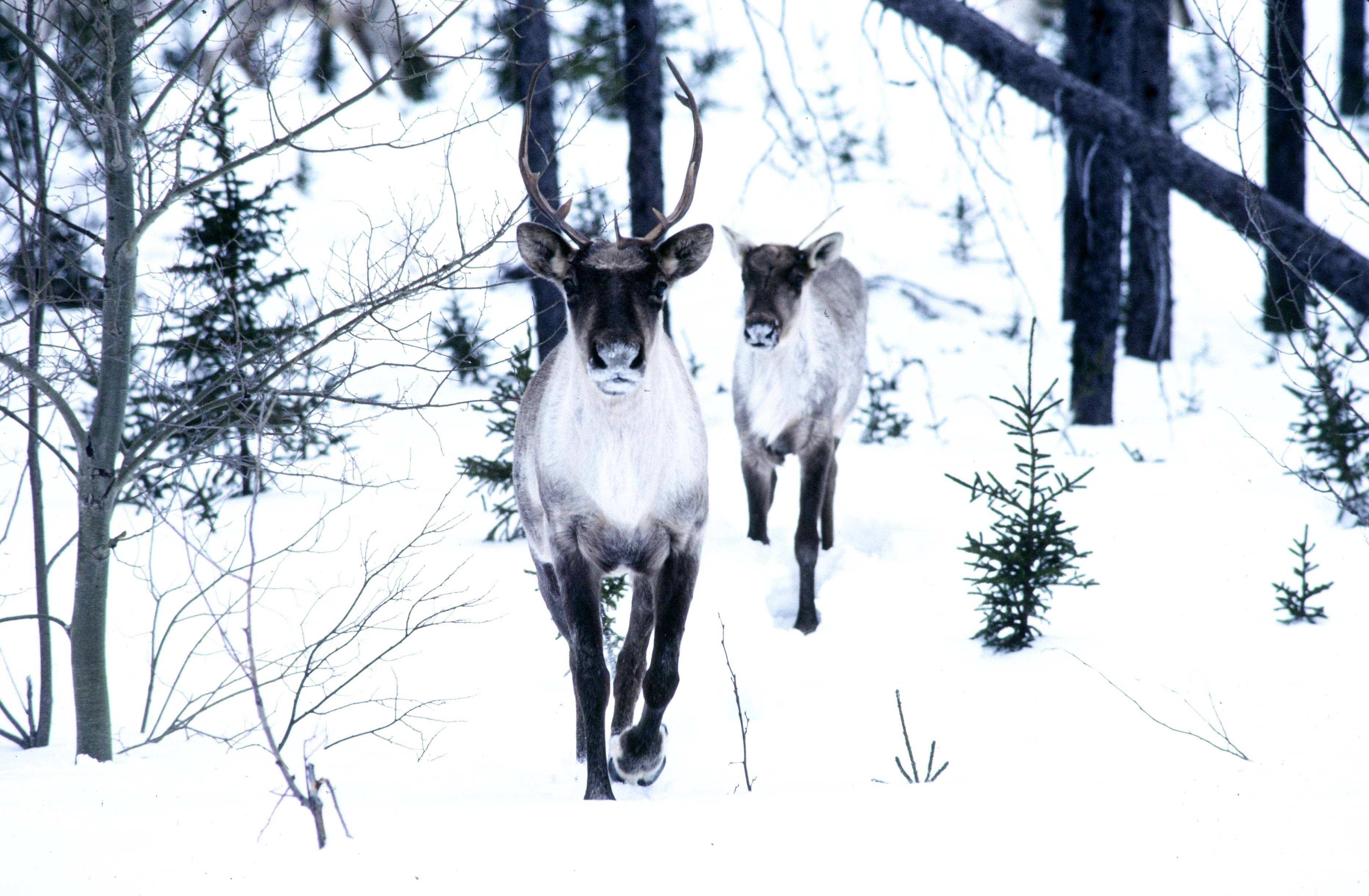 Photo ministère des Ressources naturelles et de la Faune