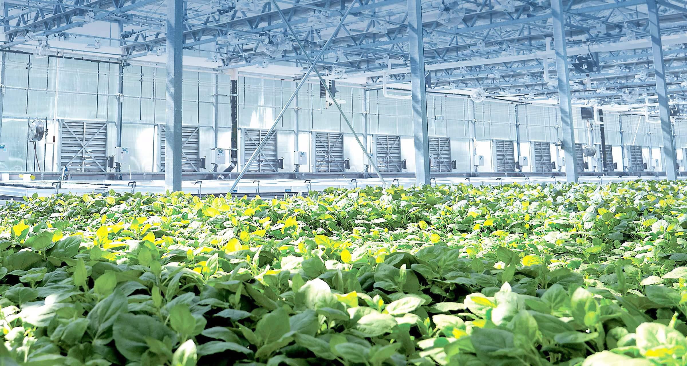 Les serres de Medicago servaient à la culture de plants de tabac pour développer des vaccins antigrippaux.