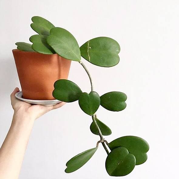 Photo courtoisie, Hoya Lover