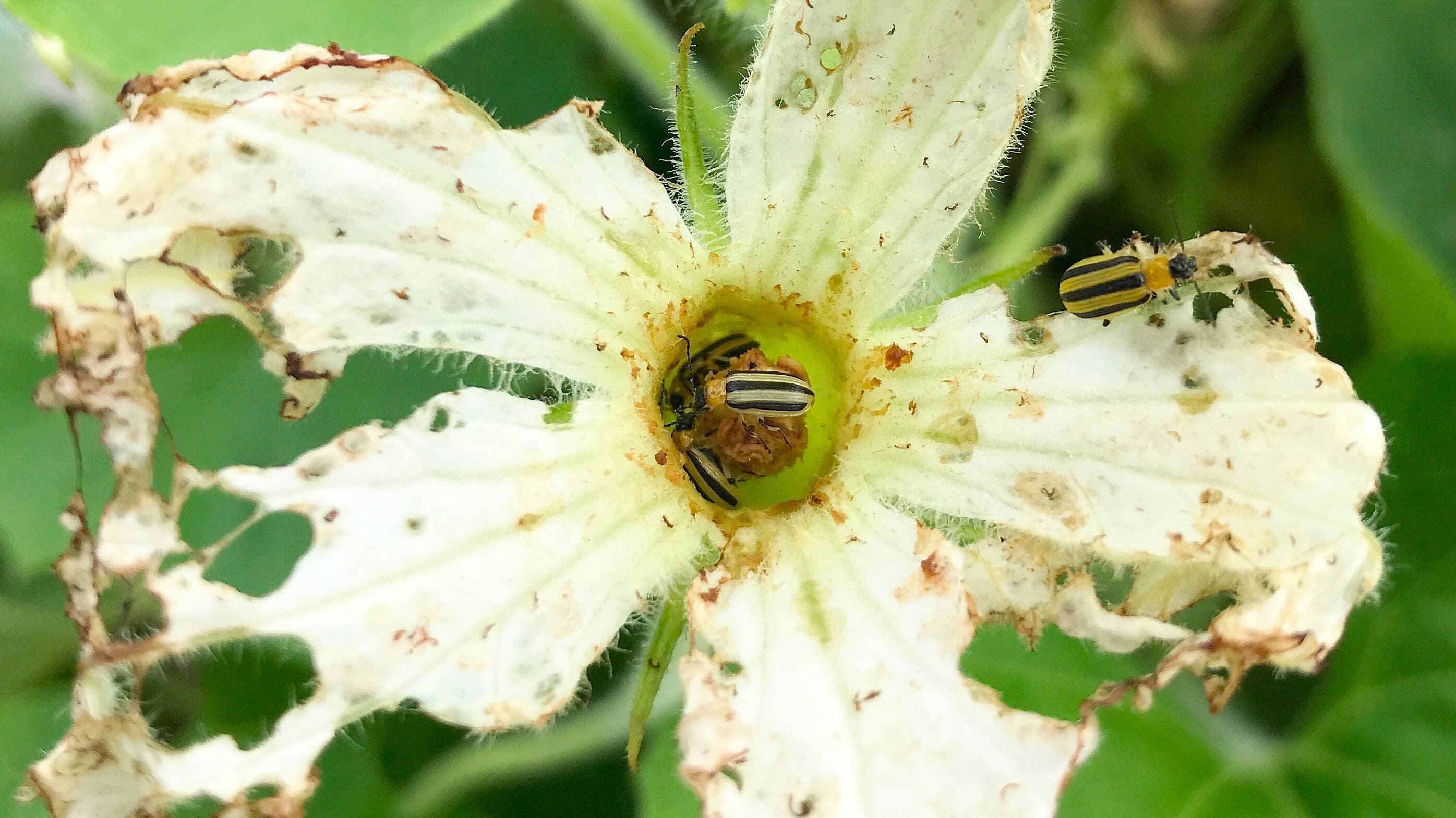 La chrysomèle rayée est un ravageur qu’on retrouve fréquemment dans les potagers.
