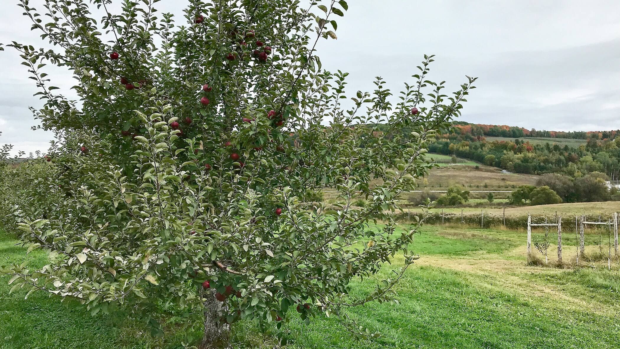 Pour obtenir des pommes, il faut que deux pommiers soient près l’un de l’autre.