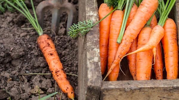 Les carottes doivent être semées dans un sol léger, bien ameubli et profond.