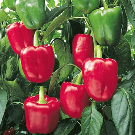 La culture des poivrons est plutôt exigeante et n’est pas à la portée de tous les jardiniers débutants.
