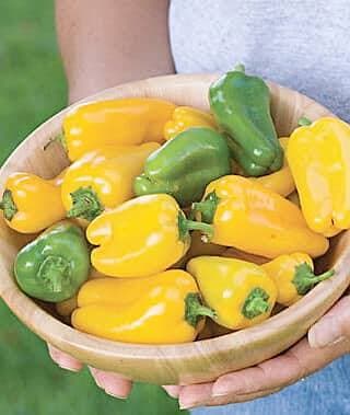 « Golden Baby Belle » produit une abondance de petits fruits sucrés.