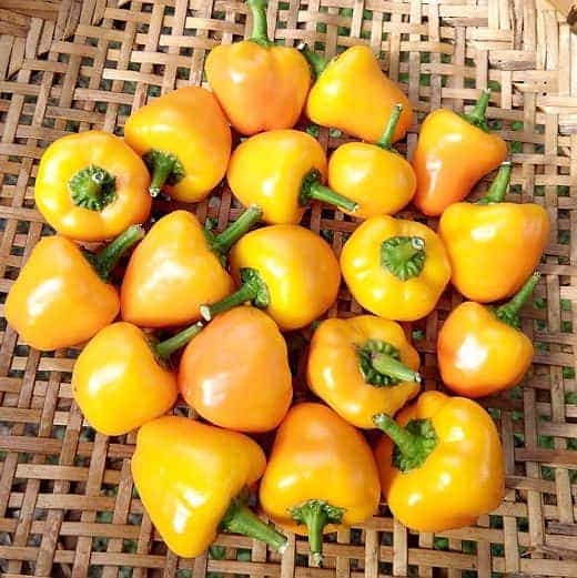 « Sweet Yellow Stuffing » Cette variété produit de petits poivrons qui font au plus 5 cm de diamètre ! Ce cultivar nain très productif convient parfaitement à la culture en pot.