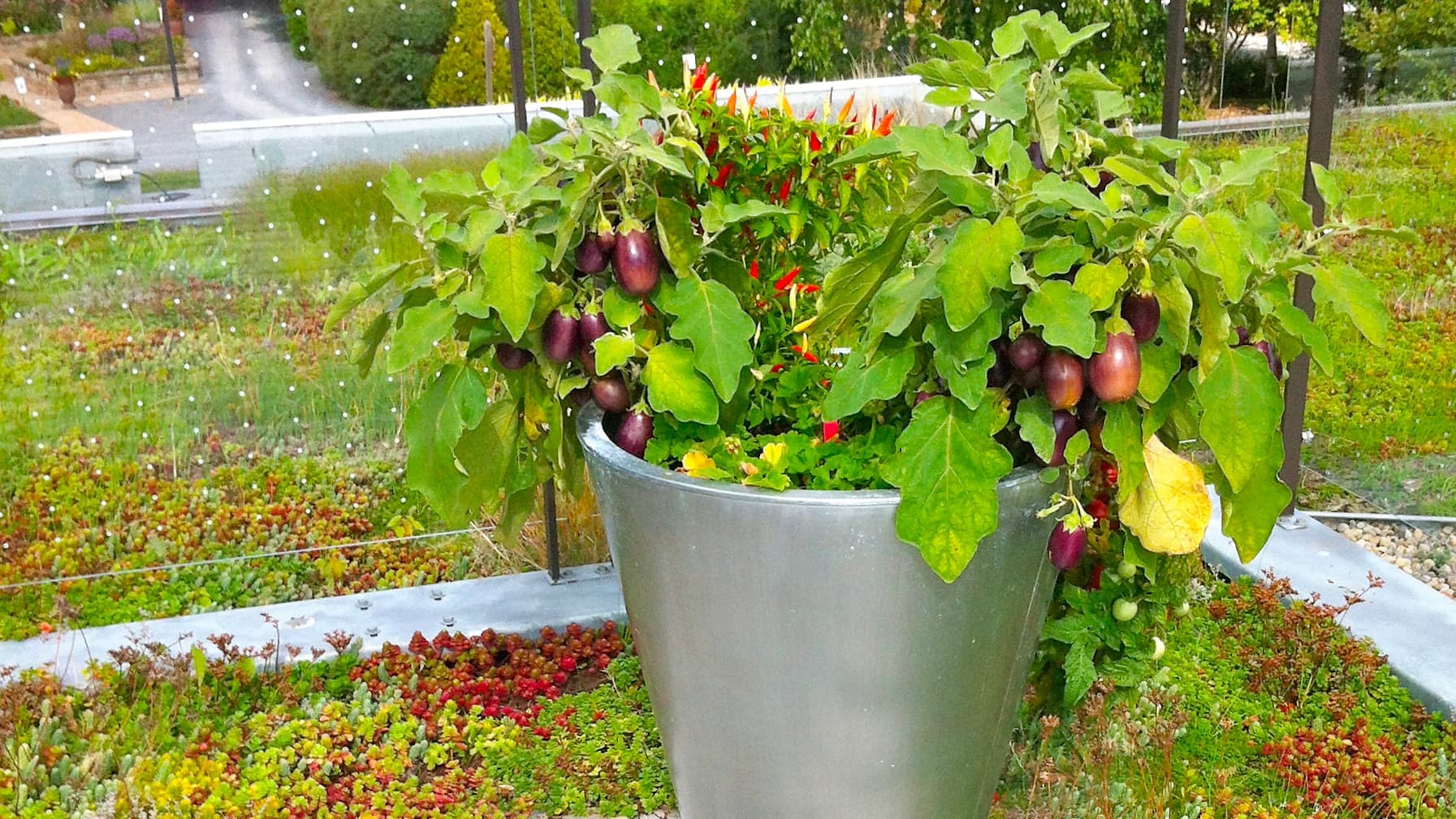 Plusieurs cultivars de mini aubergines parfaitement adaptés à la culture en contenant ont été développés ces dernières années.