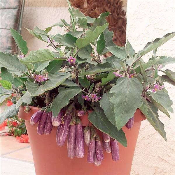 Le cultivar ‘Fairy Tale’ arbore des fruits allongés de couleur mauve strié de blanc faisant entre 7 et 10 cm de longueur. Cette variété d’aubergine convient parfaitement bien à la culture en contenant.
