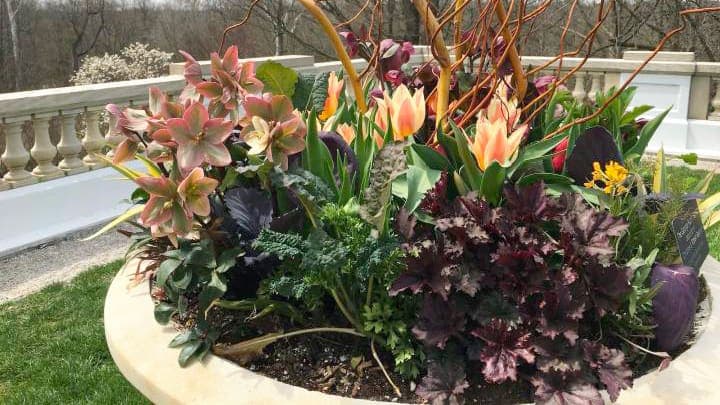 Superbe arrangement en pot printanier composé d’hellébores, d’heuchères, de kales et de tulipes.