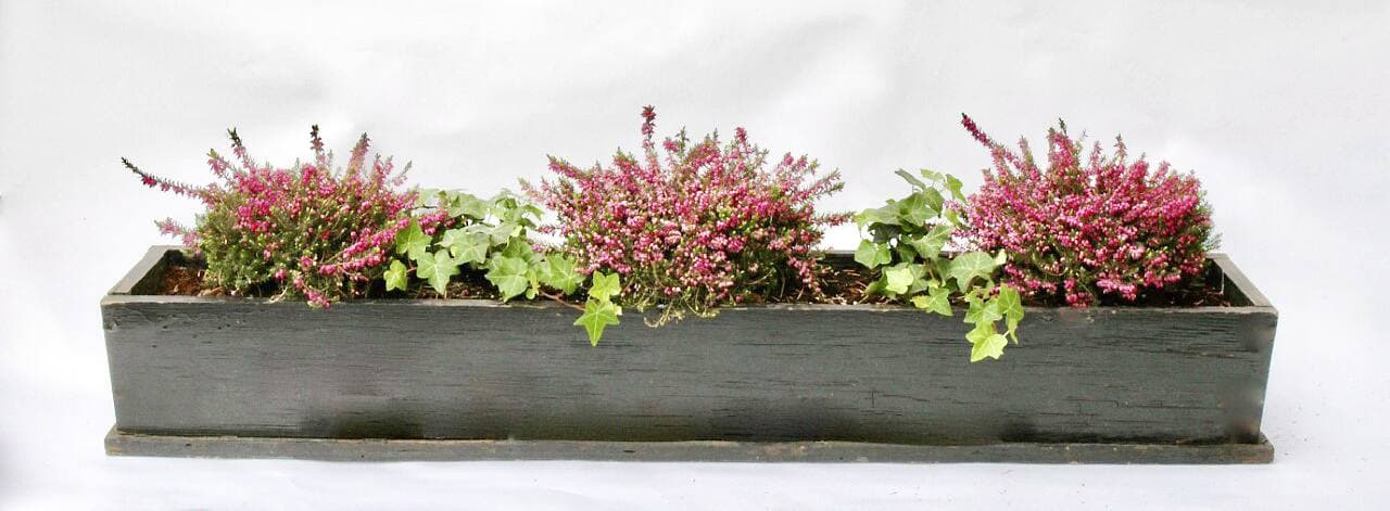 Les bruyères de printemps sont magnifiques lorsqu’elles sont cultivées en pots.