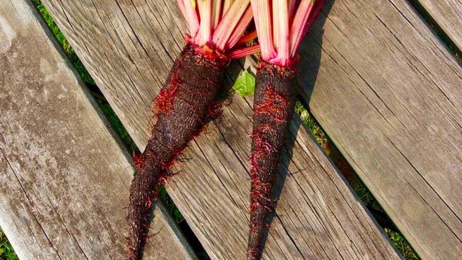 Photo courtoisie, Jacques Bourdon