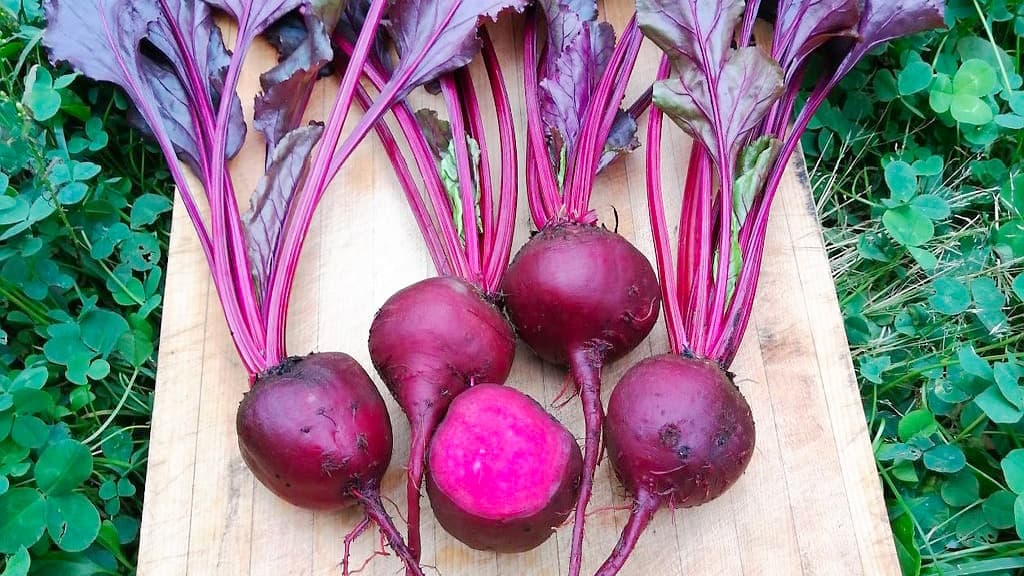 Photo courtoisie,The Incredible Seed Company