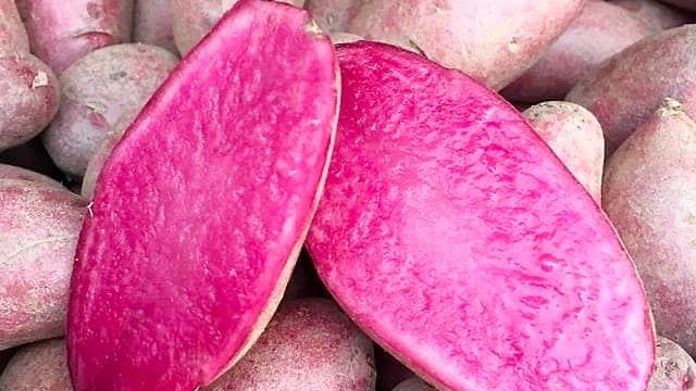 Photo courtoisie, Carribean Garden Seeds