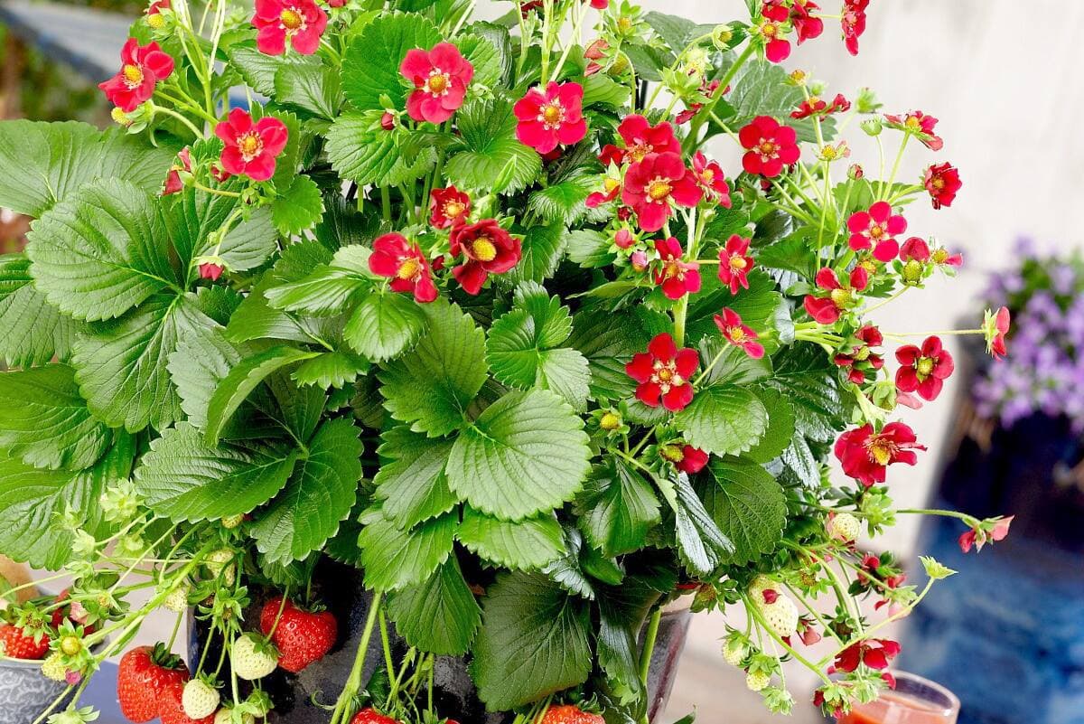 Fraisier « Ruby Ann ».