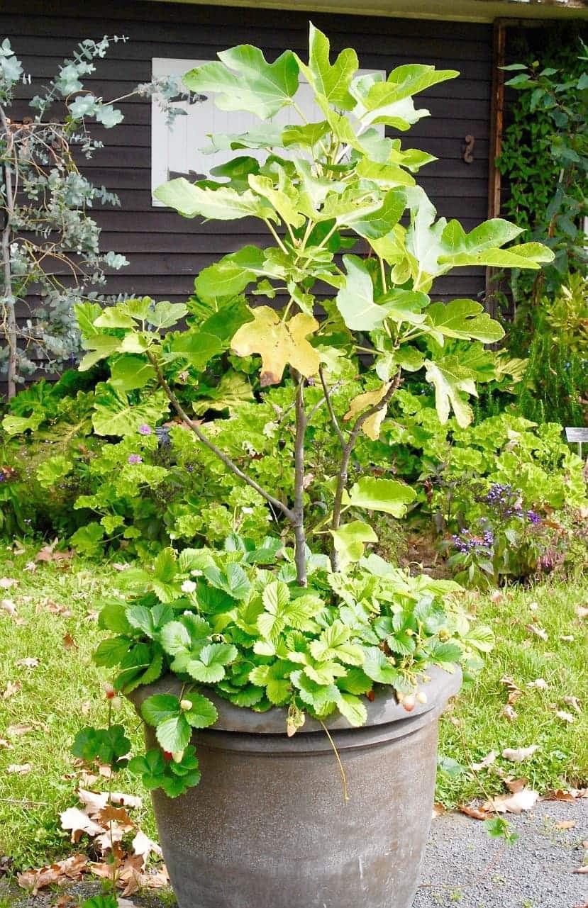 Sous notre climat nordique, un figuier âgé d’une dizaine d’années produira plusieurs dizaines de fruits savoureux, parfois plus d’une centaine.