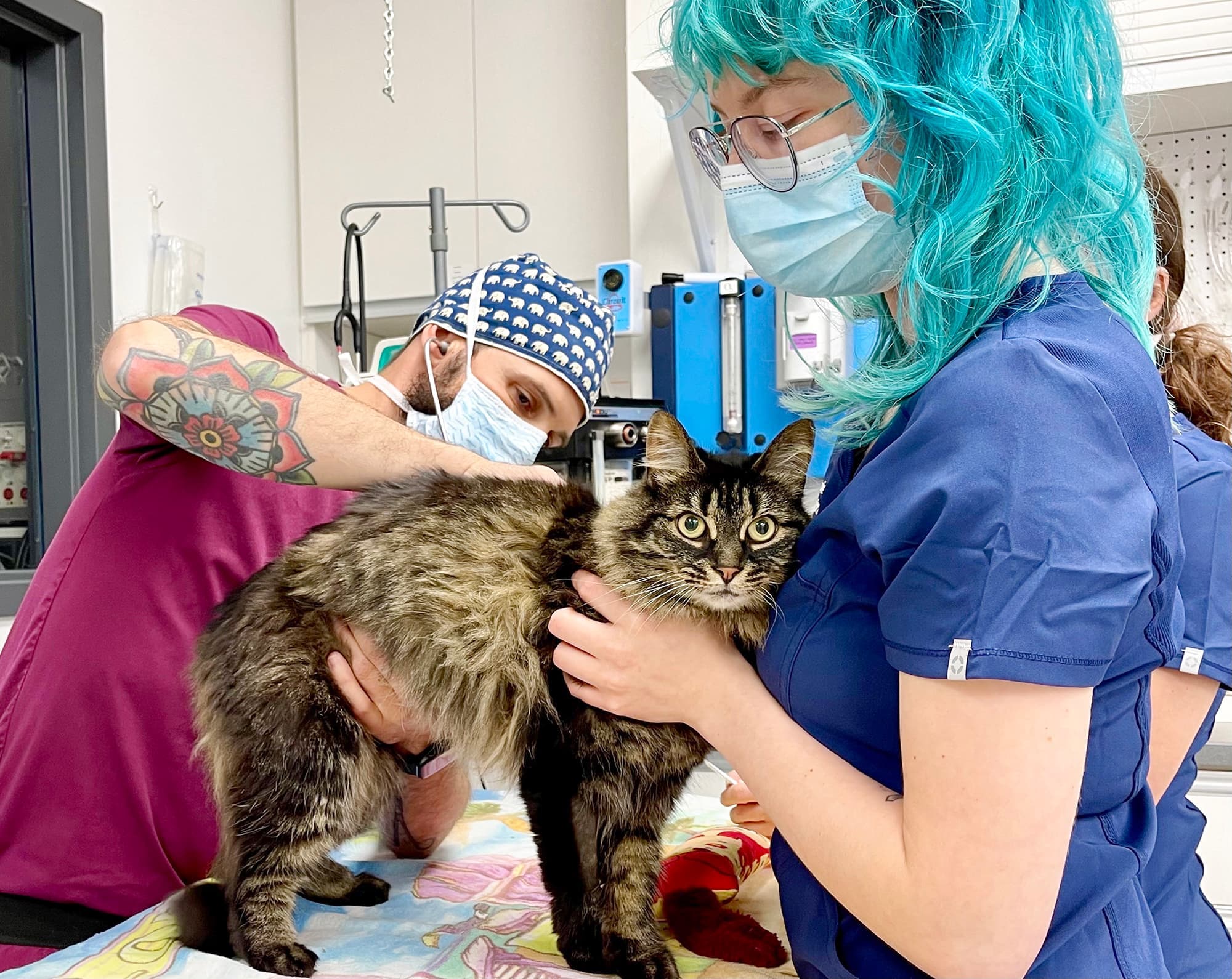 Le vétérinaire Jérôme Benamou examine un chat sur lequel il procédera à une intervention chirurgicale.