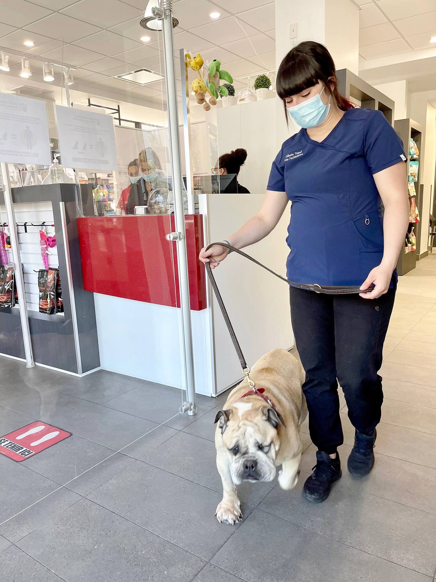 Une aide-technicienne va promener un bulldog pour ses besoins.