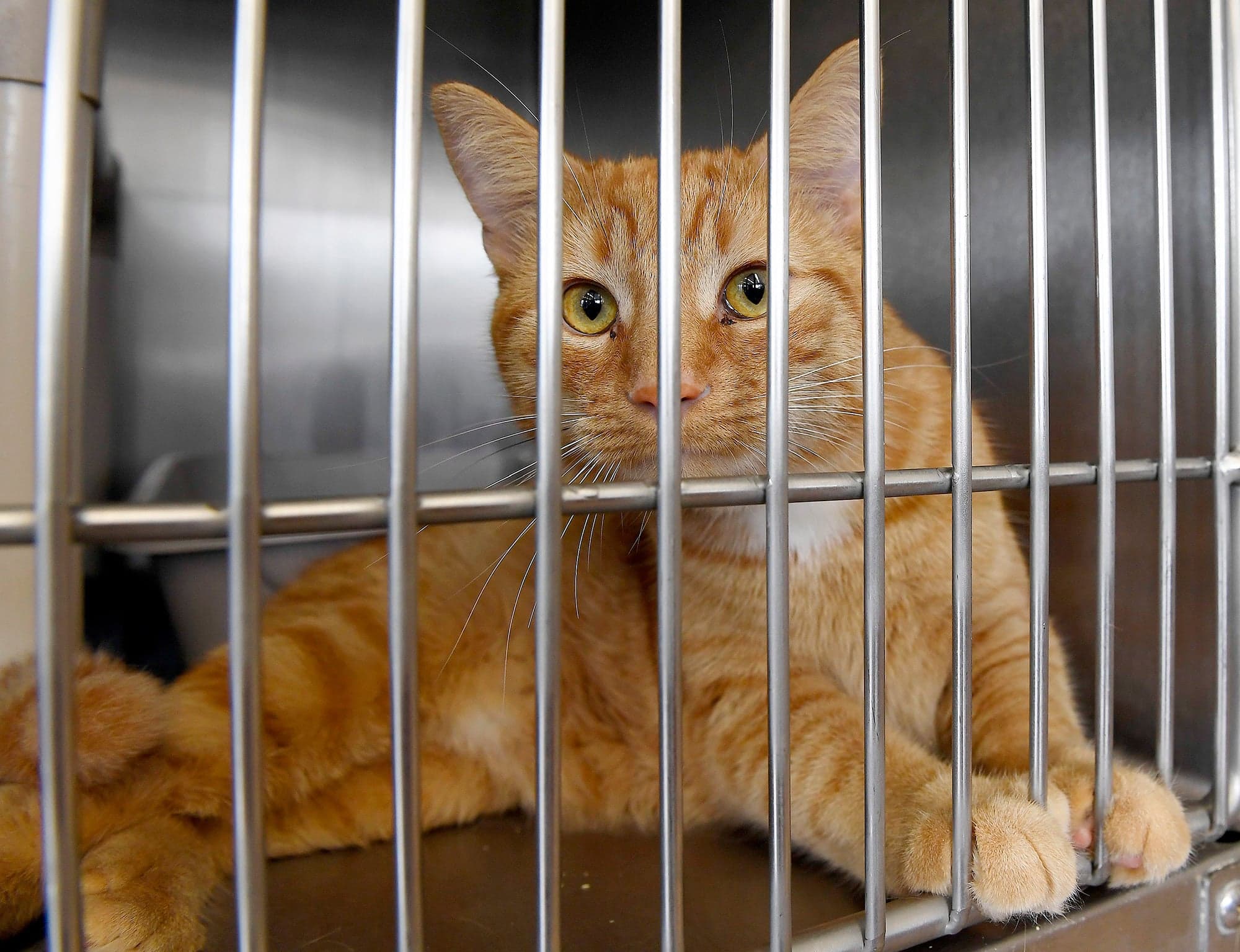 Les refuges se disent prêts pour la journée du 1er juillet, alors que plusieurs animaux risquent d’être abandonnés en raison d’un déménagement.