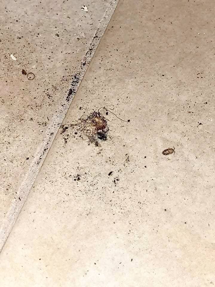 La saleté et les coquerelles mortes jonchaient le sol de ce logement de Rivière-des-Prairies, à Montréal.