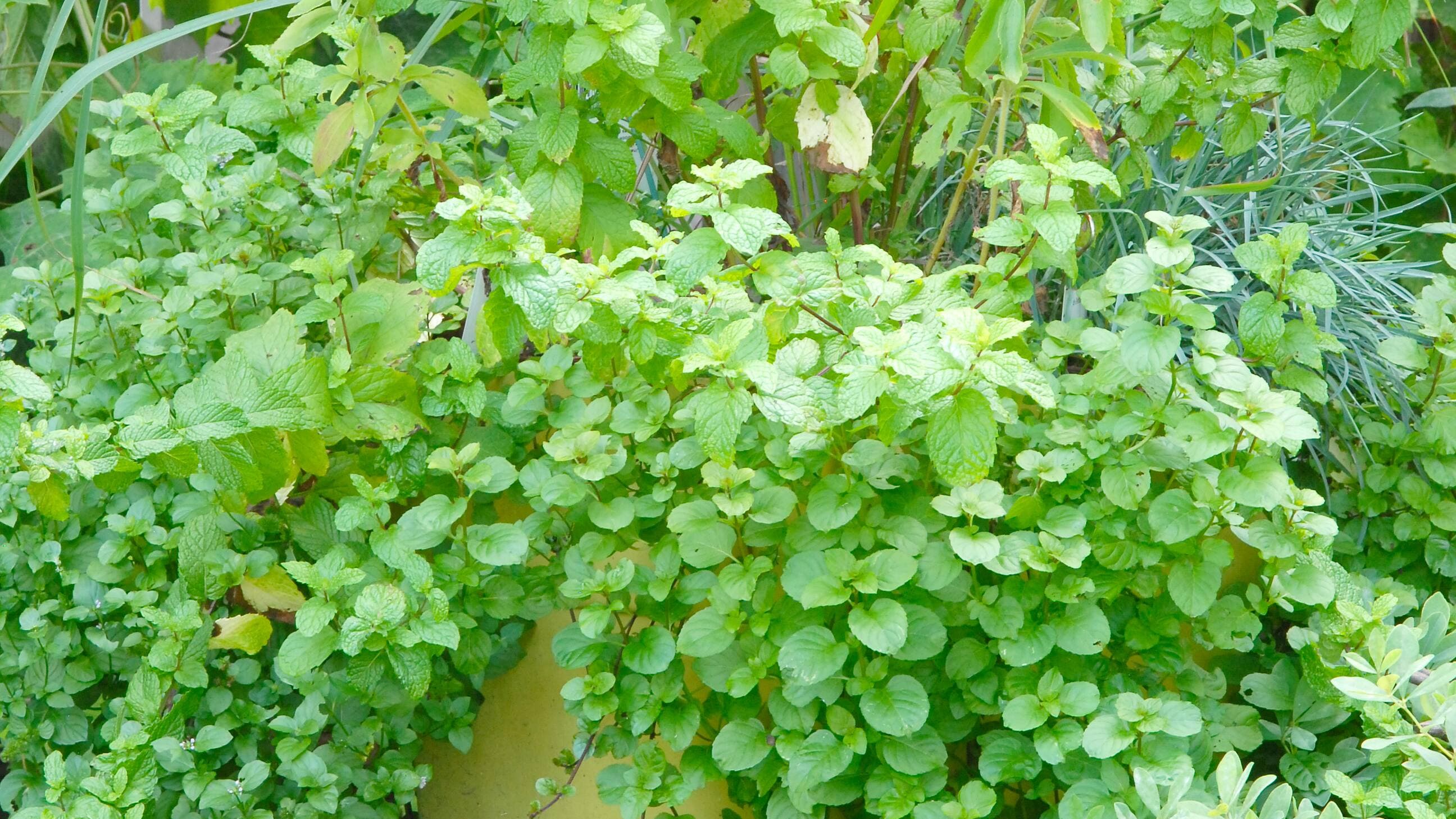 Un sympathique jardin de cocktails en pot composé de menthe et de citronnelle, ingrédients nécessaires à la fabrication du mojito à la citronnelle.