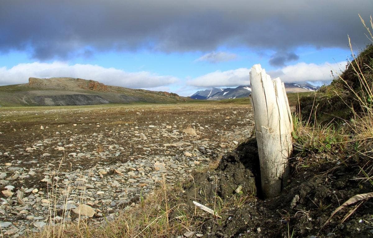 La fonte du pergélisol de l'île de Wrangel en Sibérie continue de révéler de nombreux fossiles pour les chercheurs.