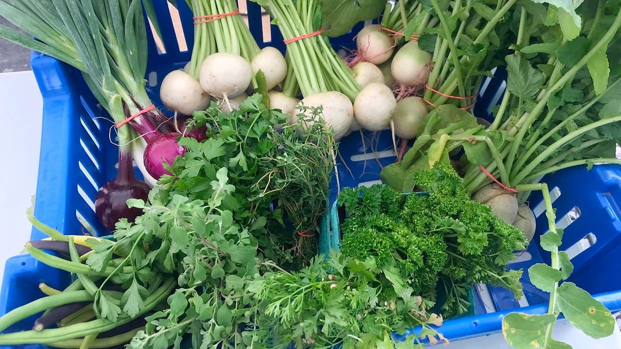 Les récoltes sont abondantes à la Ferme de rue Montréal.