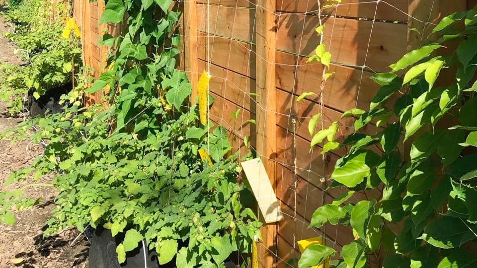 Photo courtoisie, Albert Mondor