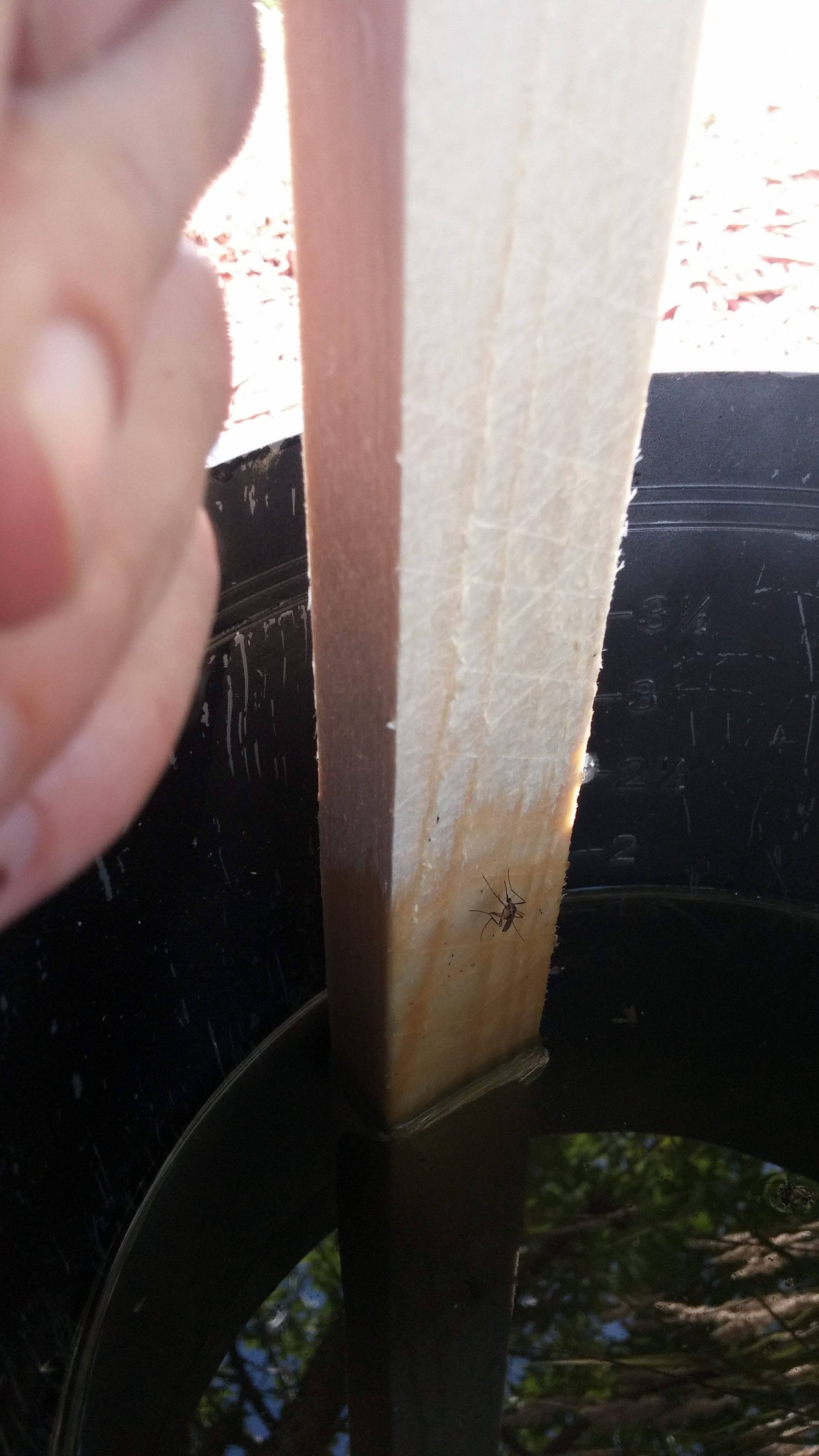 Des pièges maisons permettent de déterminer les espèces de moustiques présentes sur le territoire.