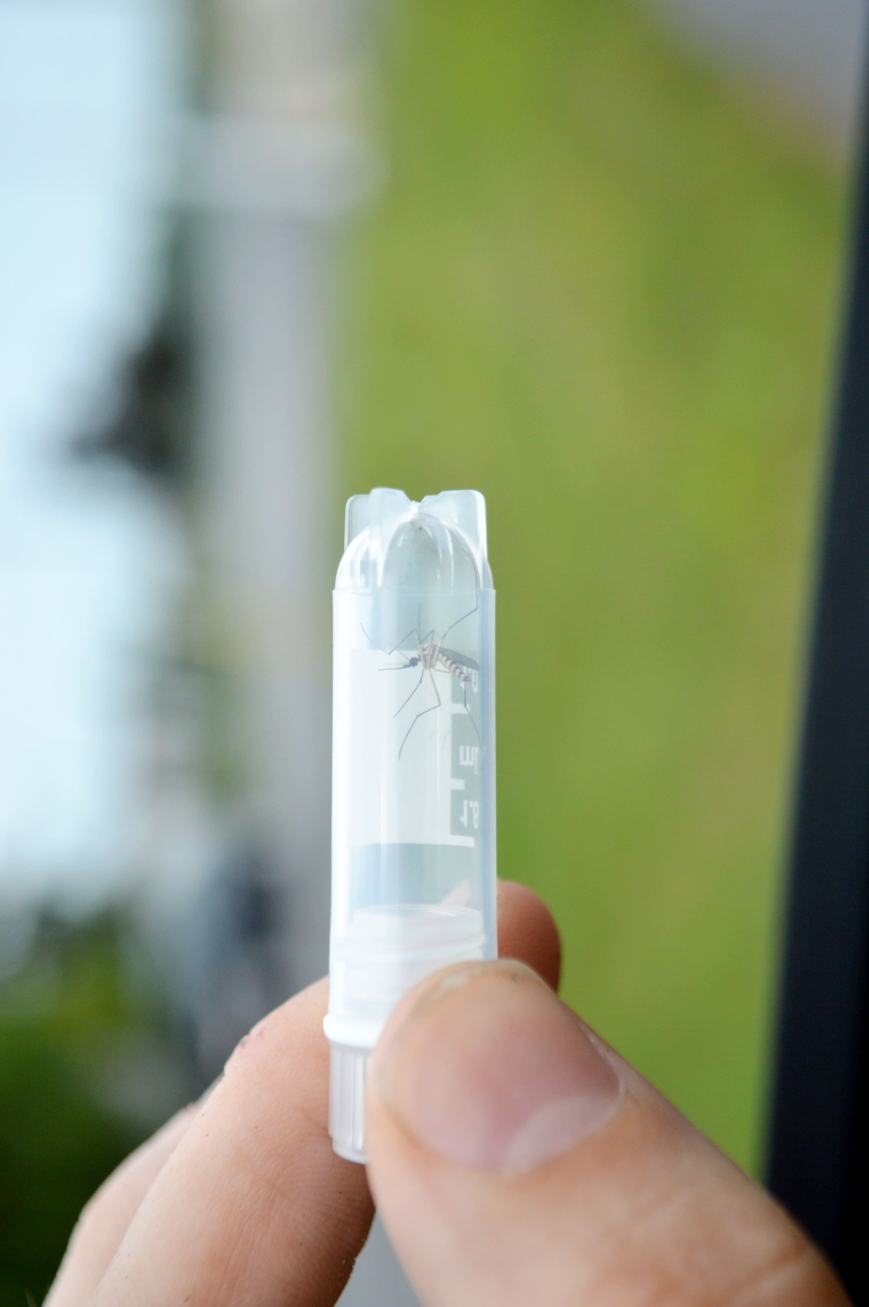 Un moustique récolté sur le terrain par le chercheur Karl Bérard-Forest.