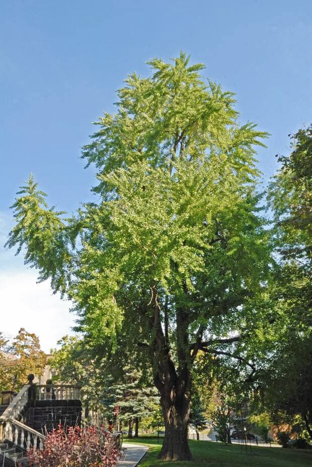 Âgé de près de 130 ans, ce ginkgo situé sur le campus de l’Université McGill est assurément l’un des plus imposants du Québec.
