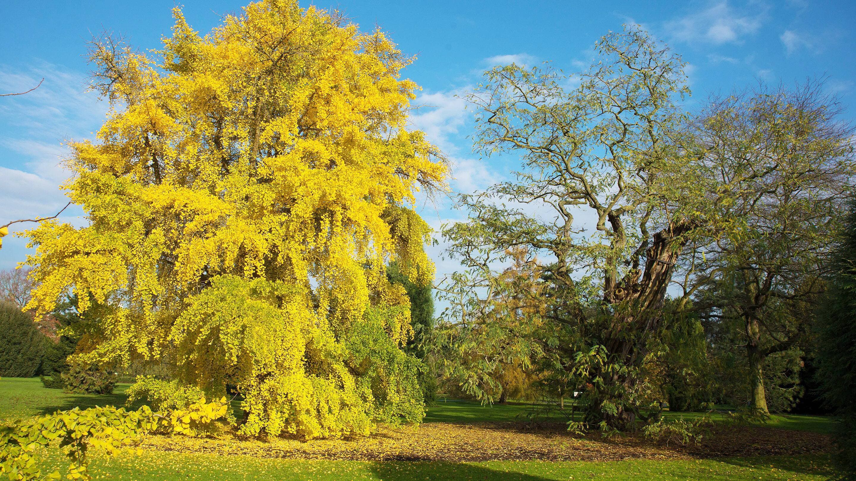 Un ginkgo bilobé en automne
