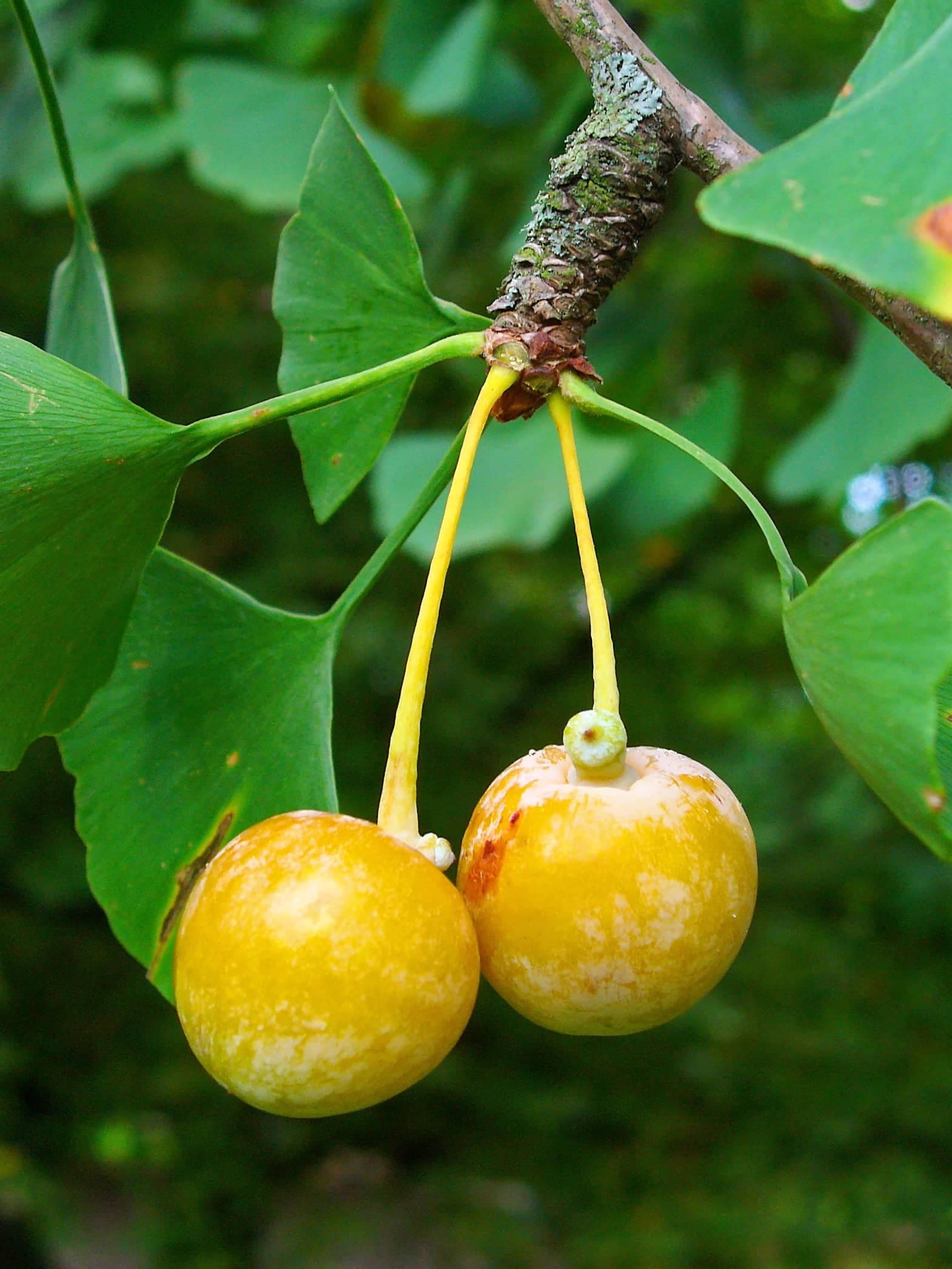 Feuilles et ovules de ginkgo bilobé