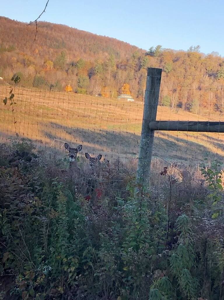 Une femelle et deux de ses faons ont été repérés à proximité d’un terrain «hautement contaminé» de la ferme d’élevage Harpur la semaine dernière ; les trois bêtes ont été abattues. Elles étaient à quelques dizaines de mètres de l’enclos des cerfs tombés malades en 2018.