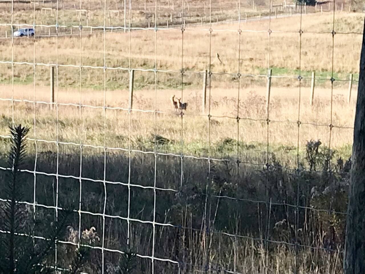 Photo courtoisie, Harvey Young