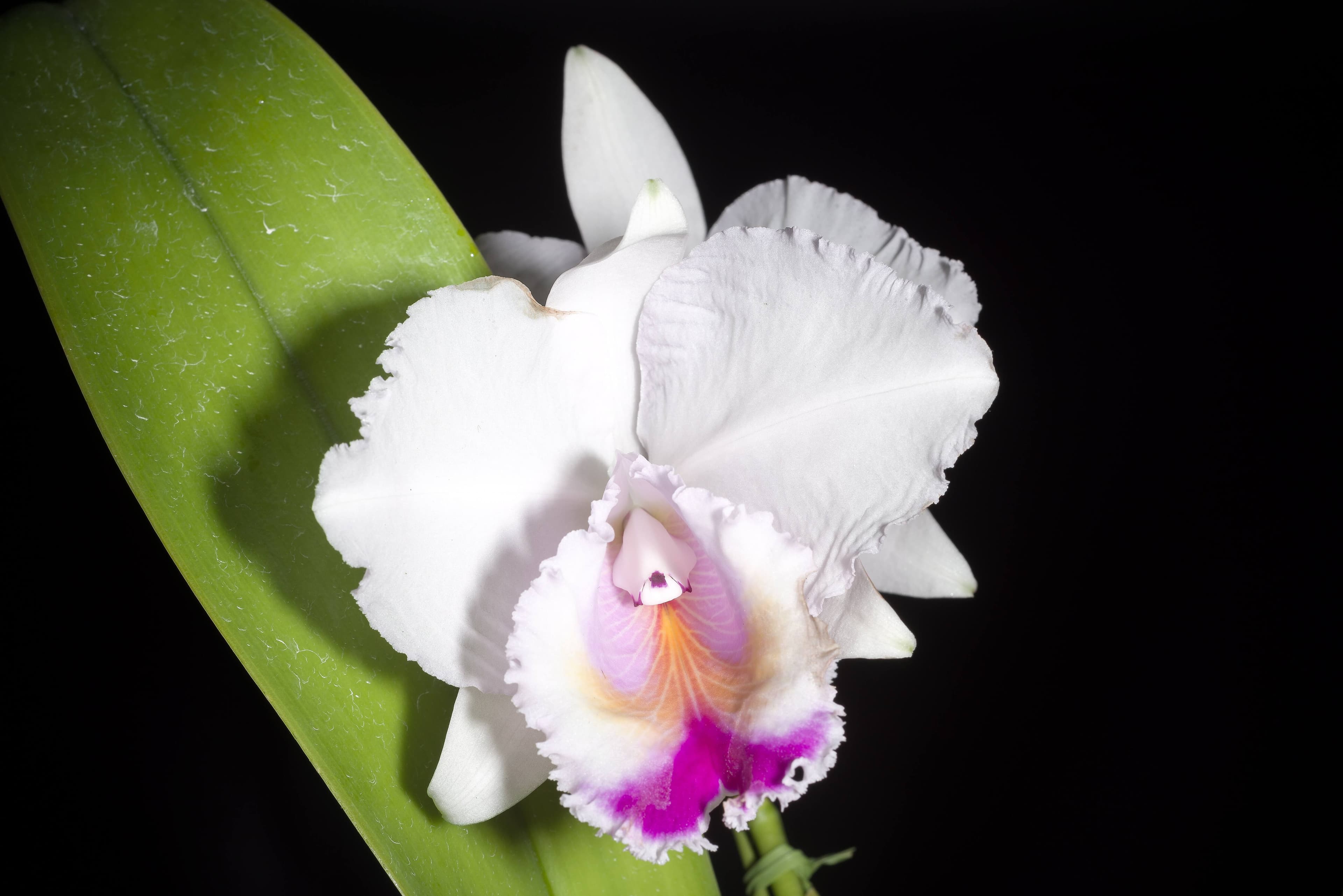 Cattleya chocoensis