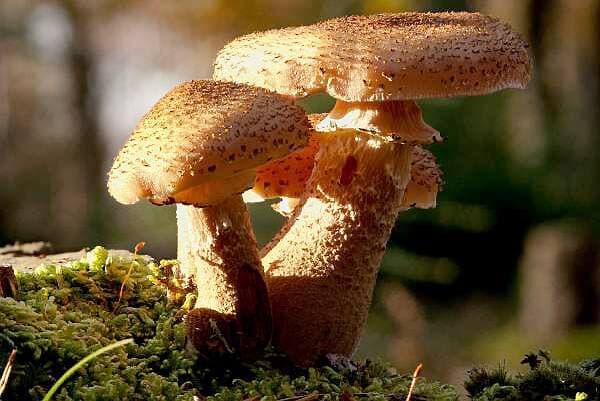 Les champignons possèdent des structures appelées sporophores qui constituent leur fructification ou, autrement dit, leurs organes reproducteurs. Chez beaucoup de champignons, ces sporophores sont visibles et sont composés d’un pied, d’un anneau et d’un chapeau avec des lamelles ou des tubes sur lesquels se trouvent les spores.