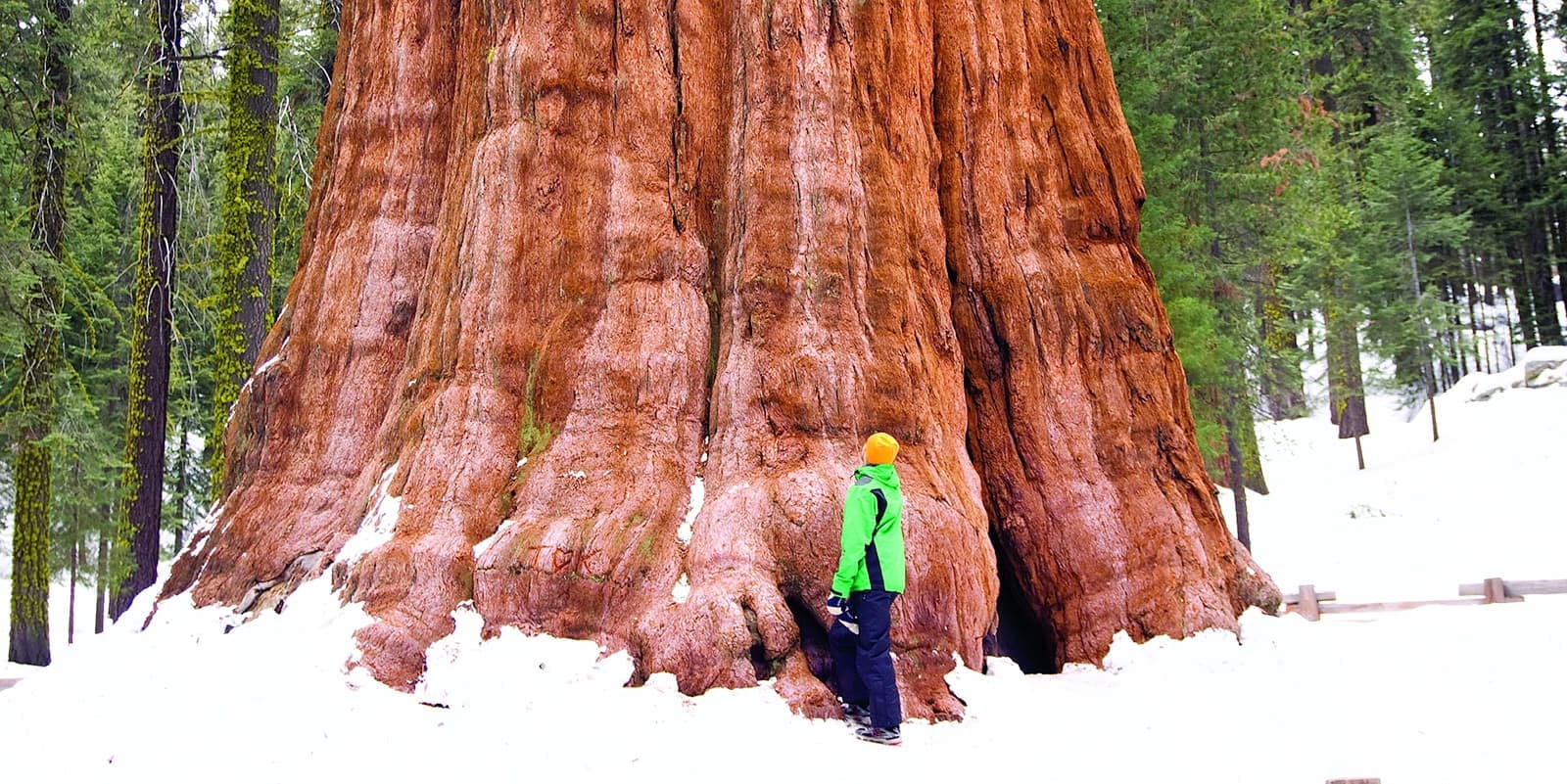 La base du tronc d’un séquoia géant peut atteindre près de 30 mètres de circonférence !