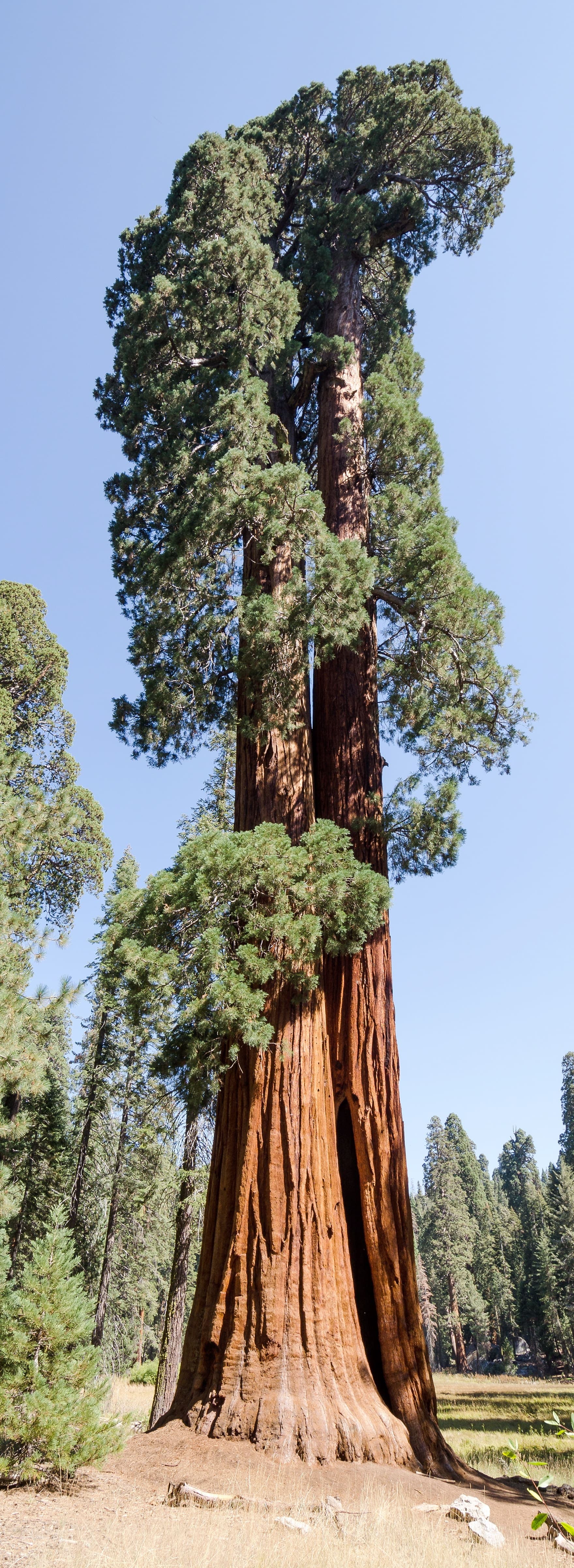 Un séquoia géant dans toute sa splendeur.