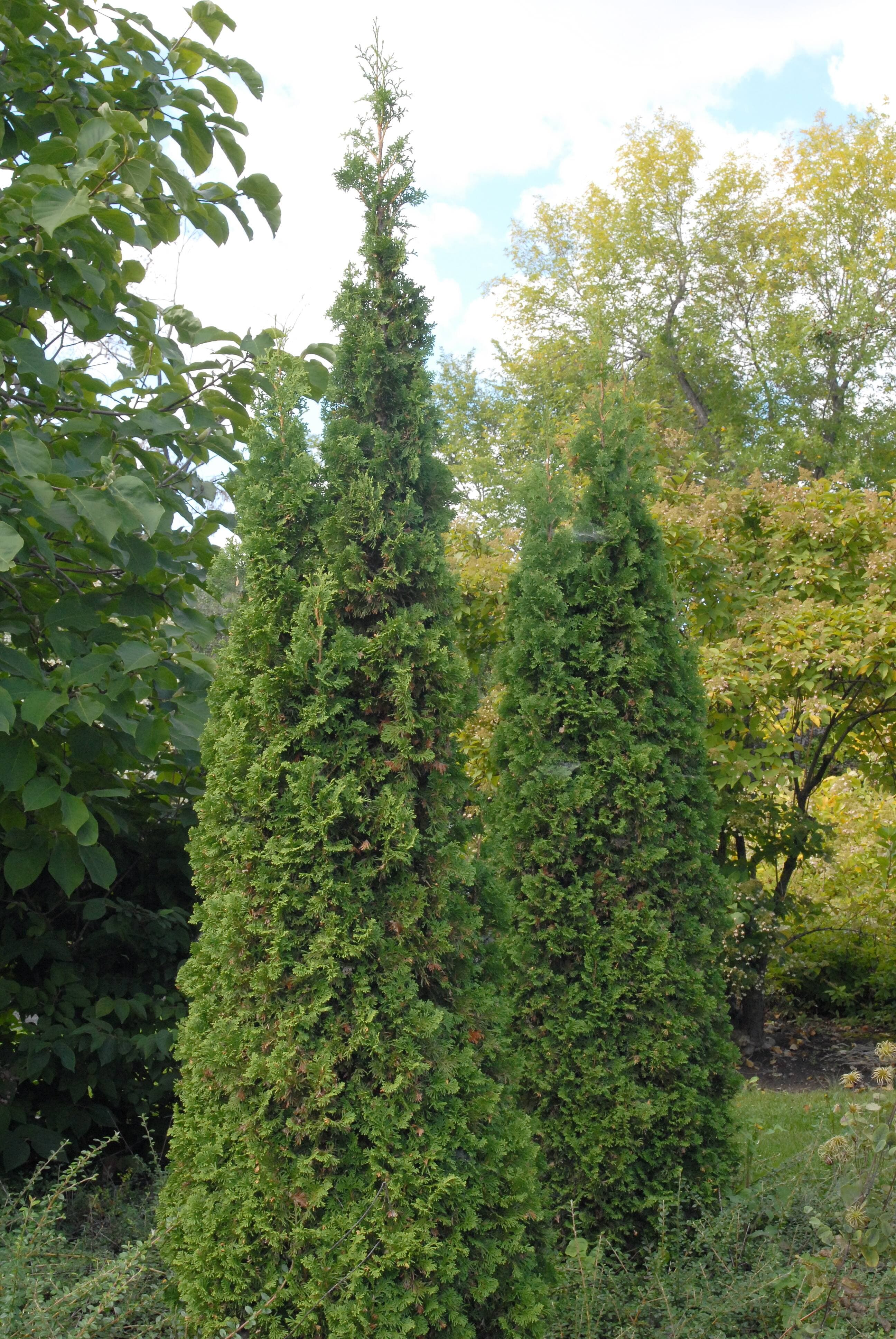 Le nom commun d’une plante peut parfois être trompeur. Par exemple, on donne à tort le nom de cèdre au fameux conifère avec lequel on fait des haies. En réalité, le cèdre est un arbre qui vit au Liban et dans les monts Atlas au Maroc et qui n’a rien à voir avec notre conifère, qui devrait plutôt être appelé thuya d’Occident (Thuja occidentalis).