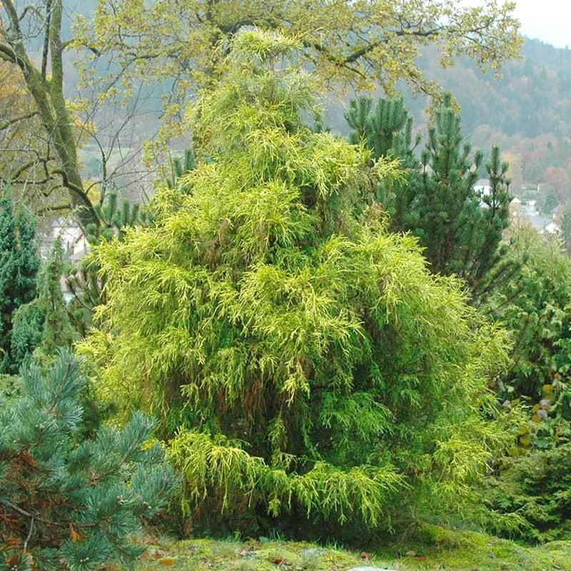 Une des plantes ornementales dont le nom scientifique est le plus complexe est sans contredit le Chamaecyparis pisifera ‘Filifera Aurea Nana’, communément appelé faux-cyprès de Sawara nain à feuillage doré.