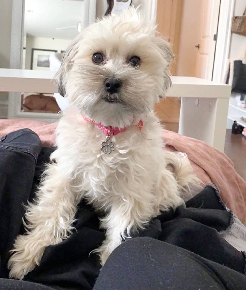 Millie, un Maltipoo de trois ans a disparu pendant son séjour chez Johanne Bérard, propriétaire de Passion Maltipoo, le 27 décembre 2021. COURTOISIE