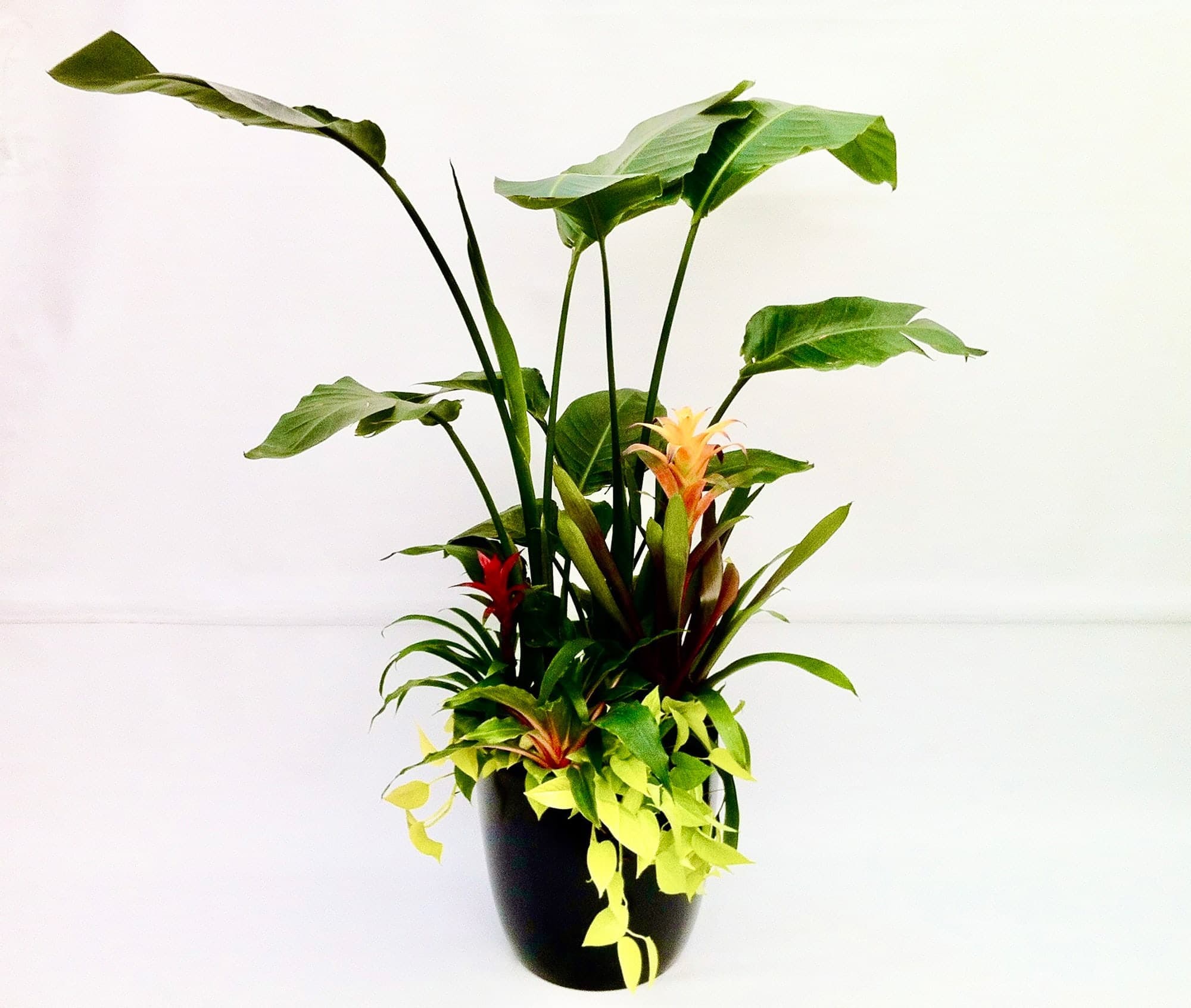 Un spectaculaire arrangement en pot composé de divers cultivars de guzmanias accompagnant un oiseau du paradis géant.