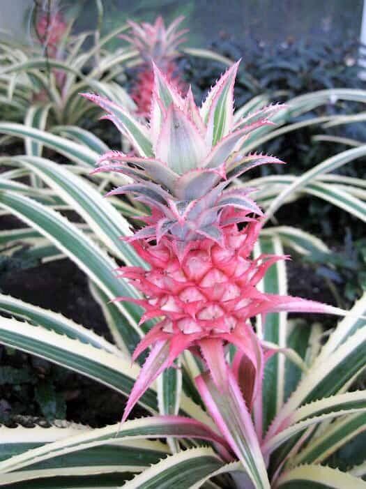 En plus d’être fort décoratif, l’ananas ‘Variegatus’ produit un fruit de couleur rose tout à fait comestible.