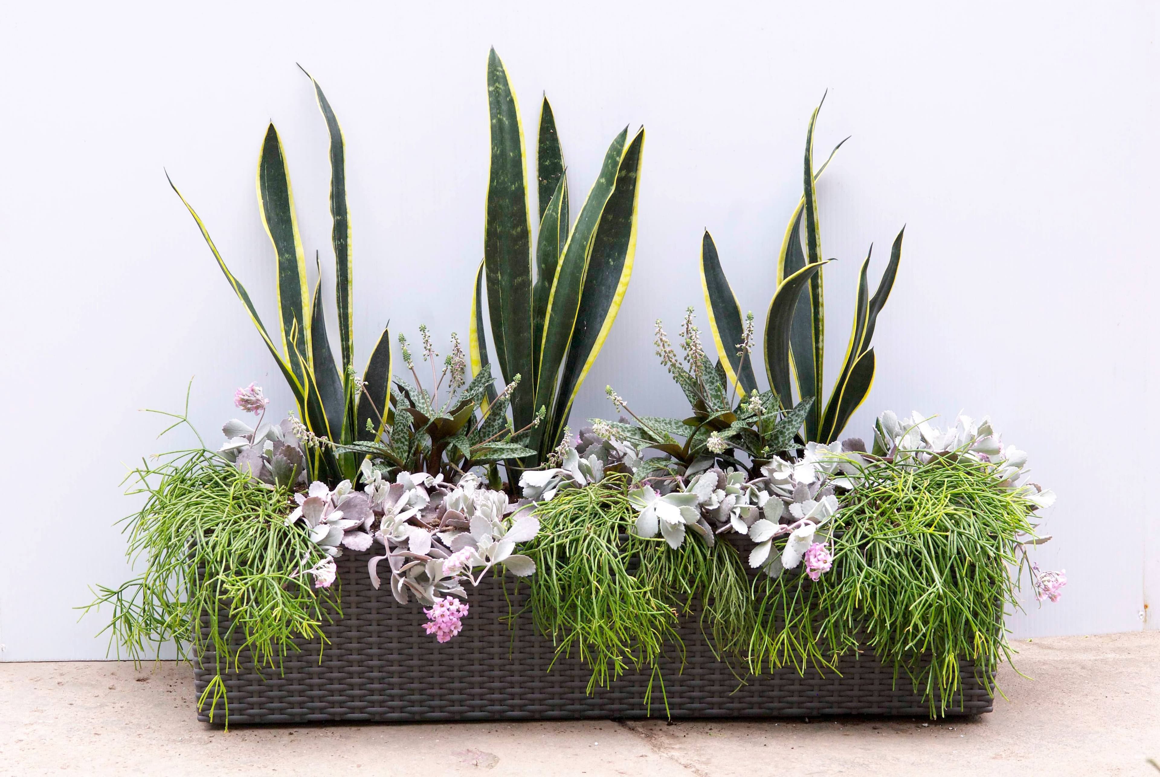 Le feuillage grisâtre et la floraison rose du kalanchoé nain contrastent vivement avec les feuilles dressées de la Sensevière ‘Black Gold’ et le feuillage mince et retombant du rhipsalis chevelu.