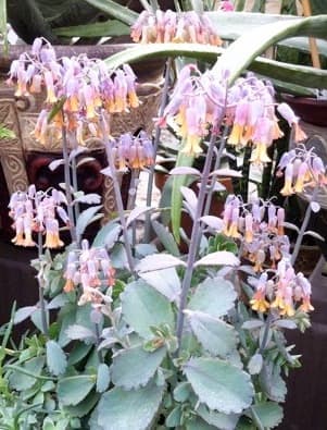 La floraison retombante du Kalanchoé de Fedtschenkoi survient habituellement durant la période hivernale.