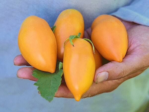 Photo courtoisie, Baker Creek Heirloom