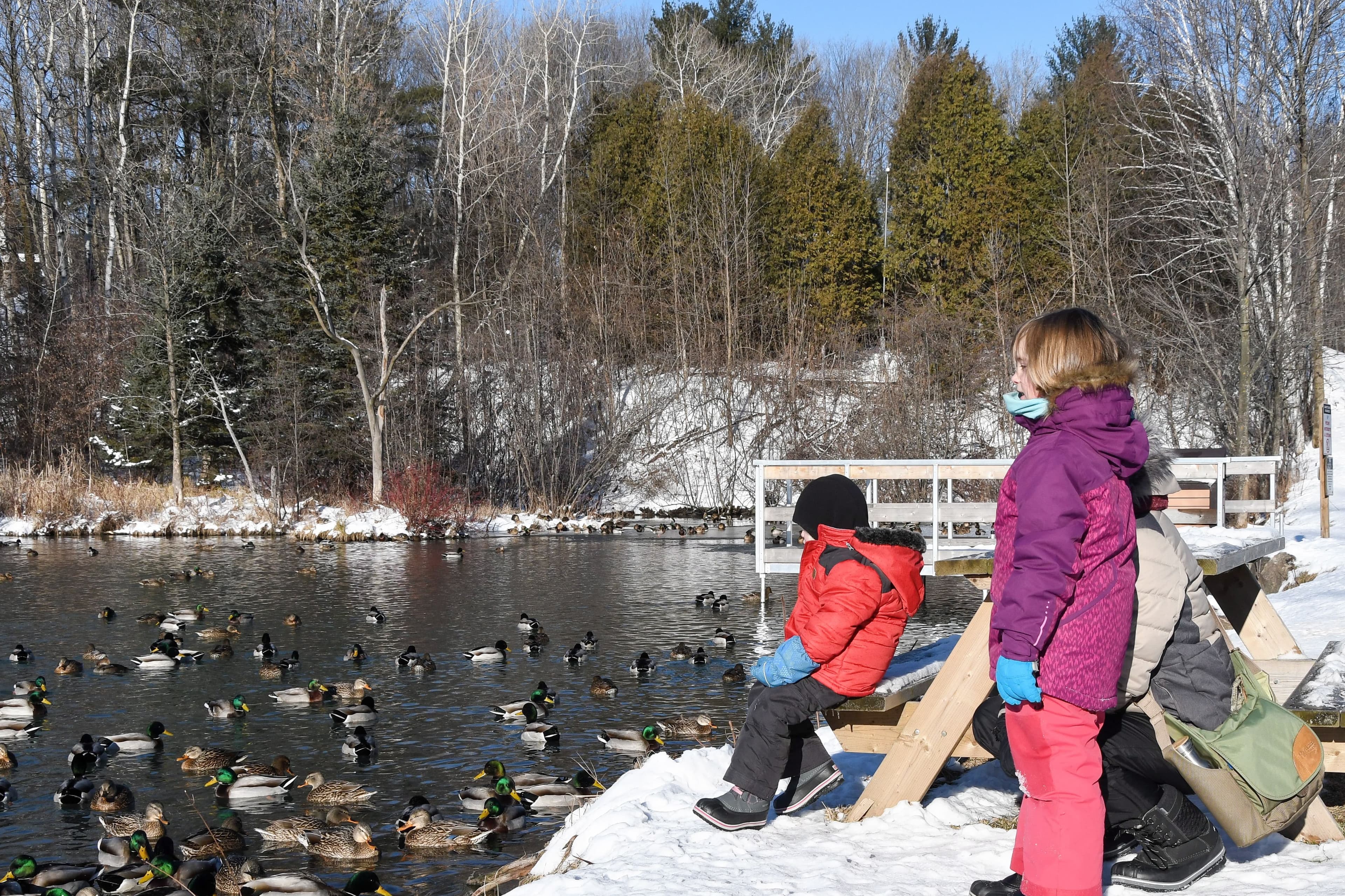 L’étang, fréquenté par des canards colverts.
