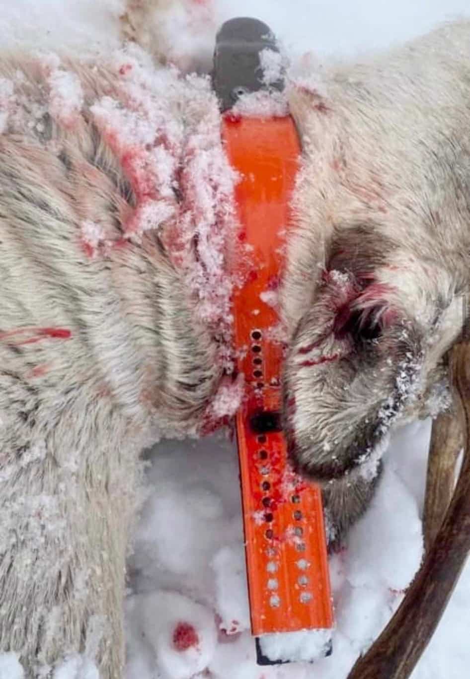 Une des bêtes tuées portait un collier télémétrique pour suivre ses déplacements à des fins d’études.