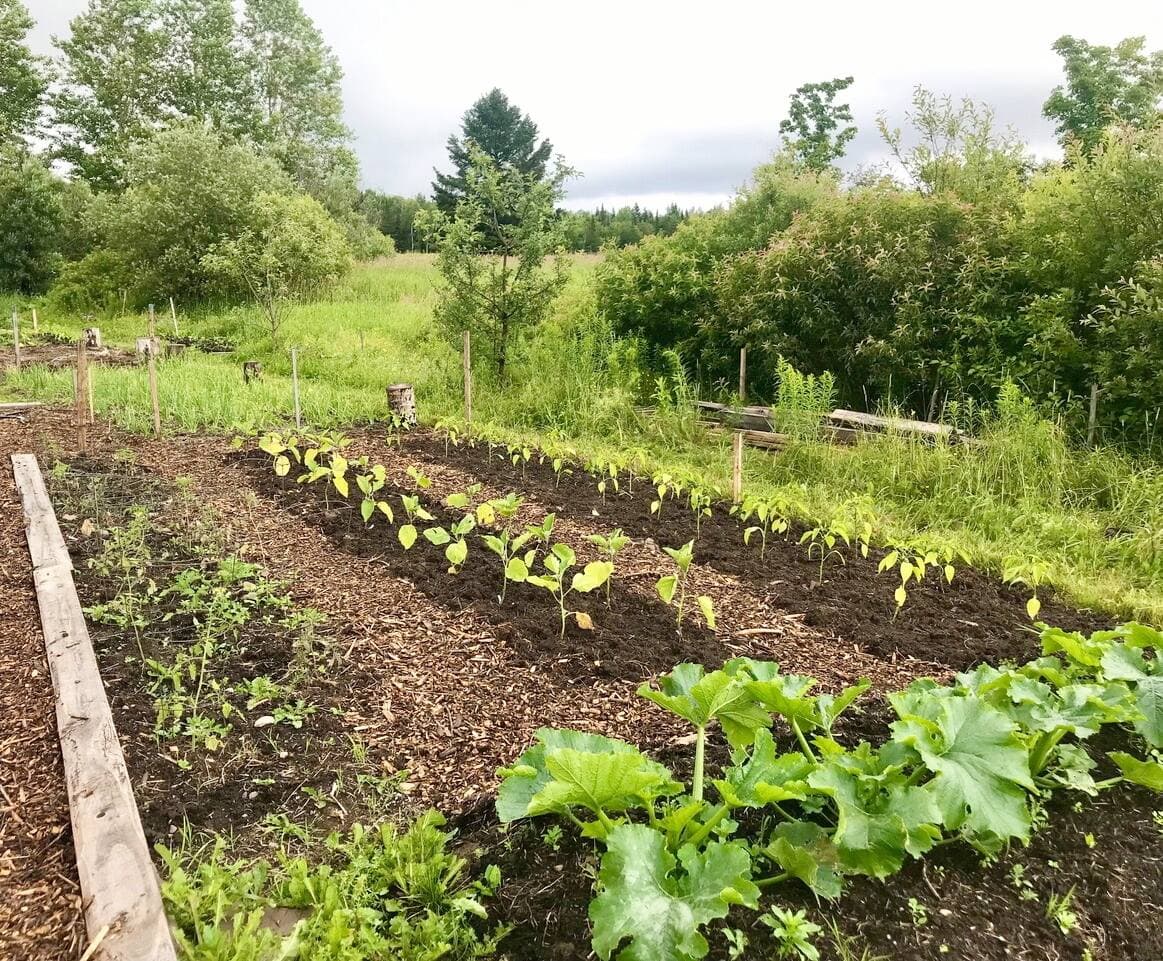 L’équipe du Semoir a créé le Verger de l’Évolution, situé à Sainte-Louise dans la région du Bas-du-Fleuve, où, chaque année, des citoyens – dont de nombreux enfants – participent à des camps durant lesquels ils apprennent à cultiver diverses plantes potagères et fruitières.